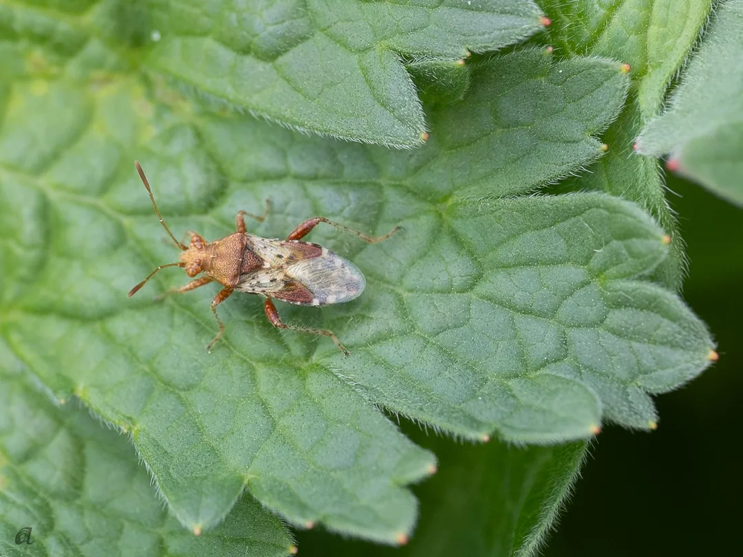 bilde av en skograndtege (Rhopalus subrufus))