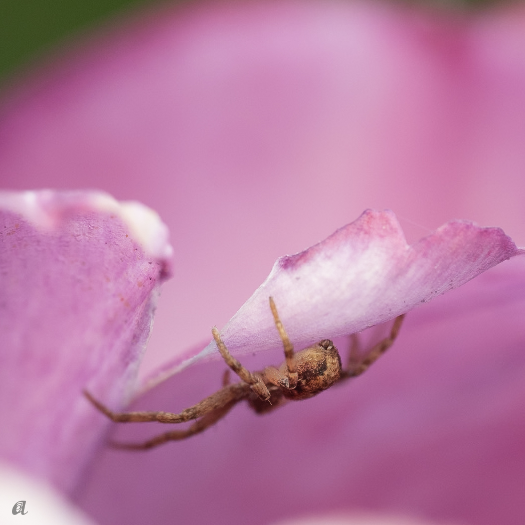 bilde av edderkopp inni en tulipan